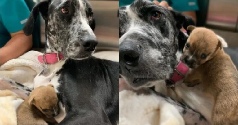 100-Pound Great Dane Acts as Mama to Special Needs
Puppies