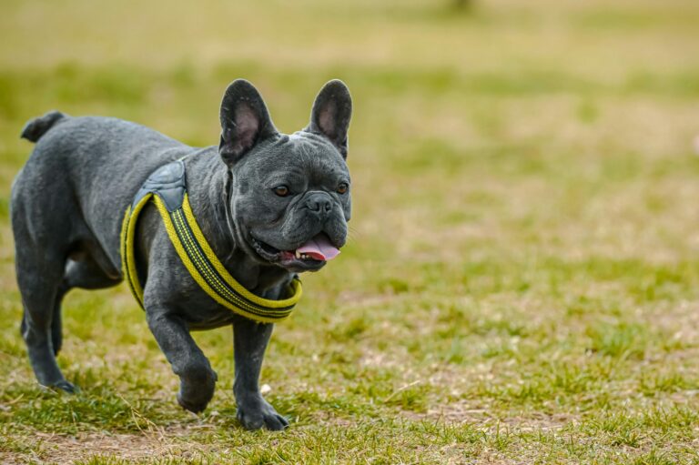 12 Most Social Dog Breeds: We Countdown The Canines That
Love Making New Friends