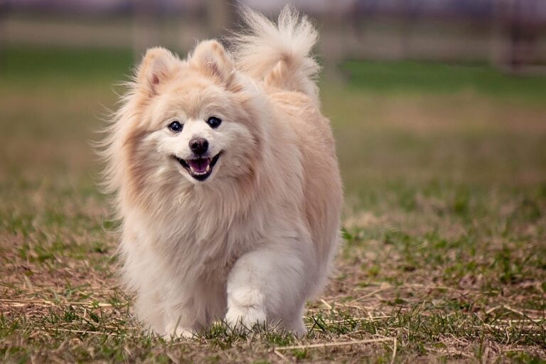 7 Crazy Things That Are Perfectly Normal for
Pomeranians