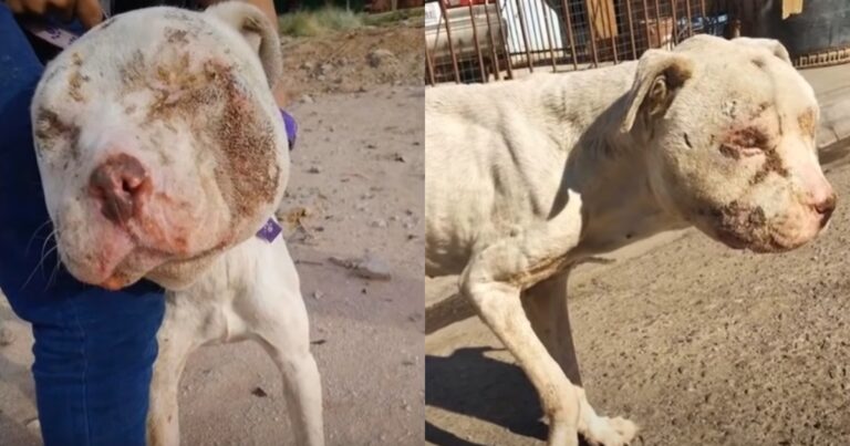 Abandoned and Hurt: Dog Left on Street After Being Used as
Bait