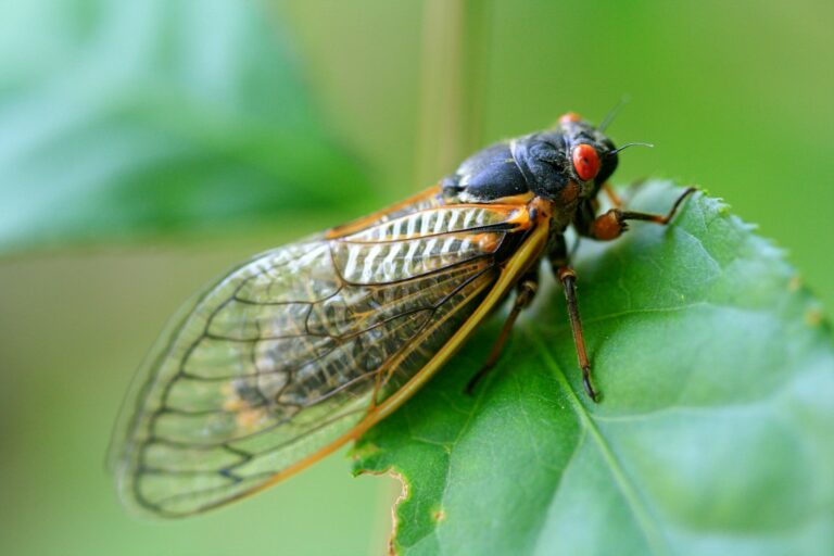 Can Dogs Eat Cicadas? Vet-Reviewed Health Concerns