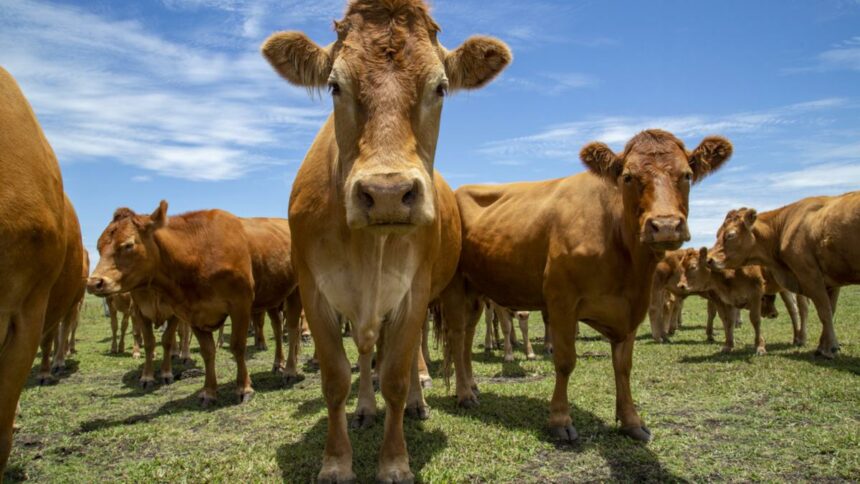 China lifts suspension on Australian beef exporters
