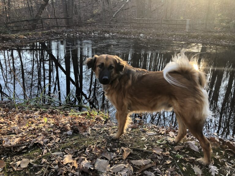 Did a Weekend Trip Make My Dogs Think They Were Abandoned?
Apparently, Yes!