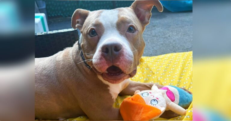 Dog Bound To Fence By Callous Owner Manages To See The Good
In People