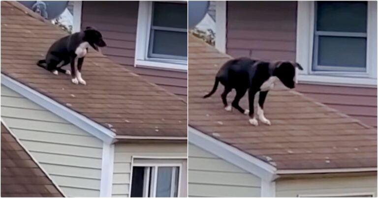 Dog Trapped On Roof Looks For Someone To Get Him
Down