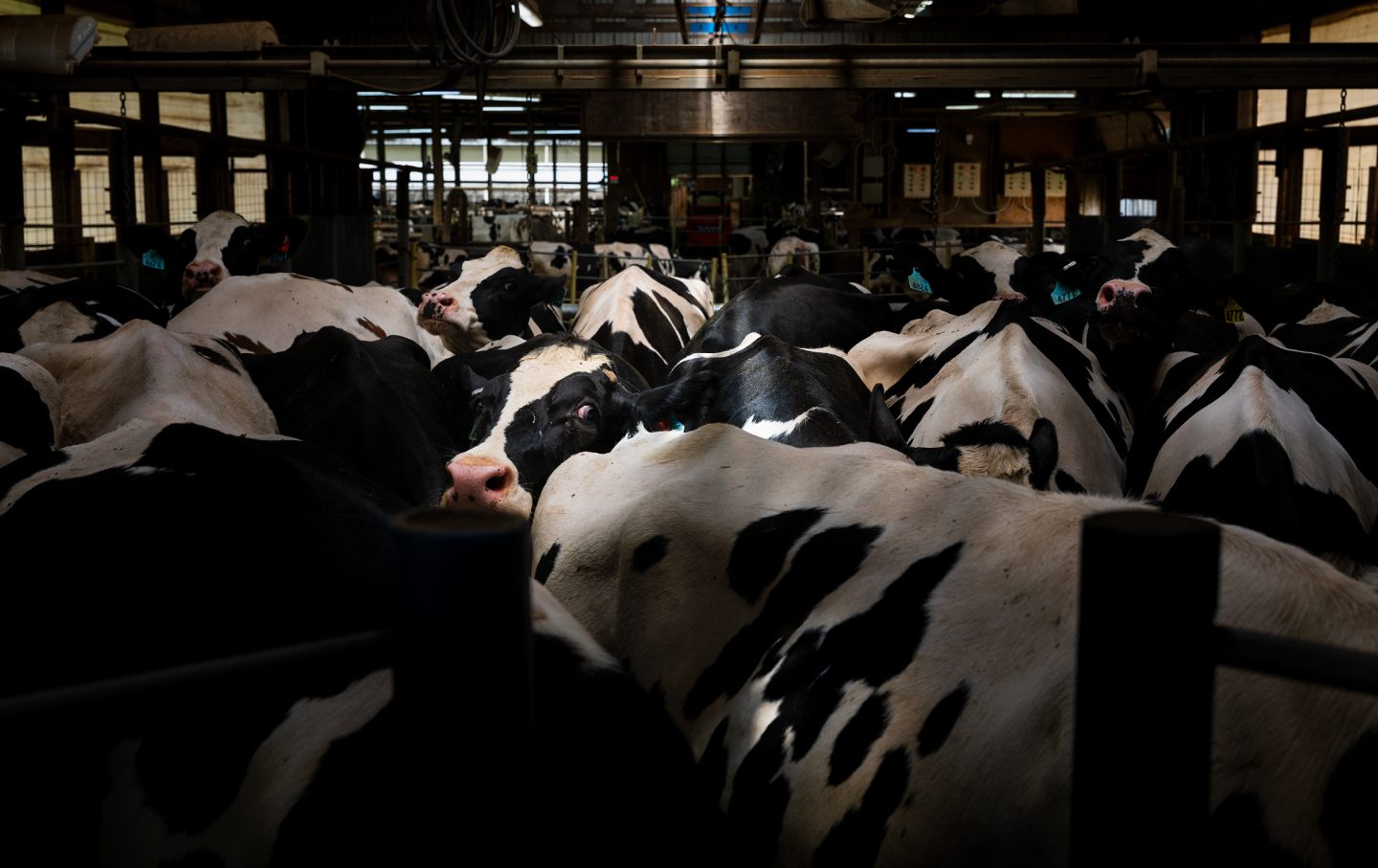 Cows queuing for their midway milking at United Dreams Dairy, in North Freedom, Wisconsin on May 8, 2024.