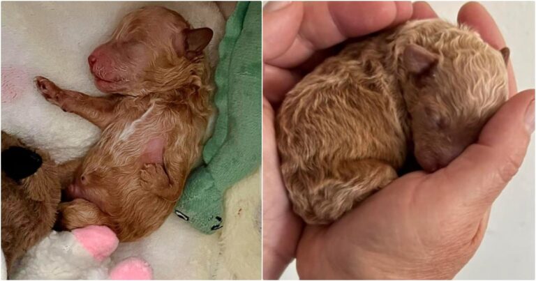 Malformed Puppy Shunned By Mom Becomes Snuggly Teddy
Bear