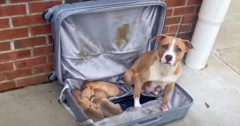 Mother Dog And Pups Placed In Zipped-Up Suitcase And Left At
Firehouse