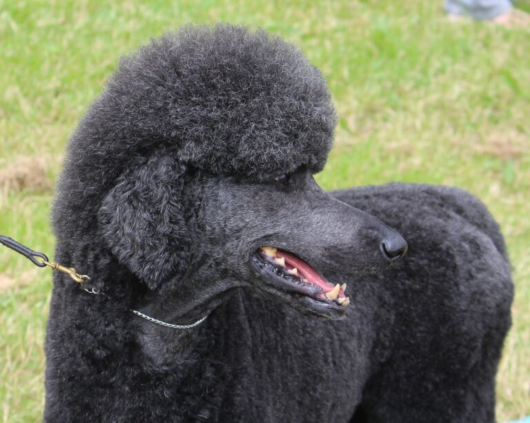 Poodle Colors: 7 Stunning Variations with Pictures