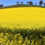 Price of Aussie farmland set for slower growth