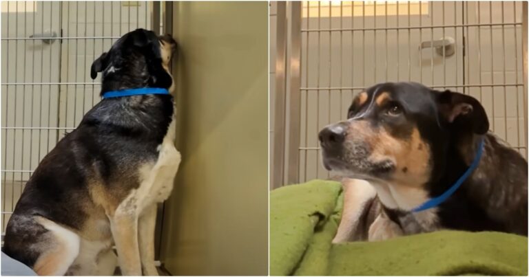 Shelter Dog’s Convinced That Owner’s Abandonment Is All His
Fault