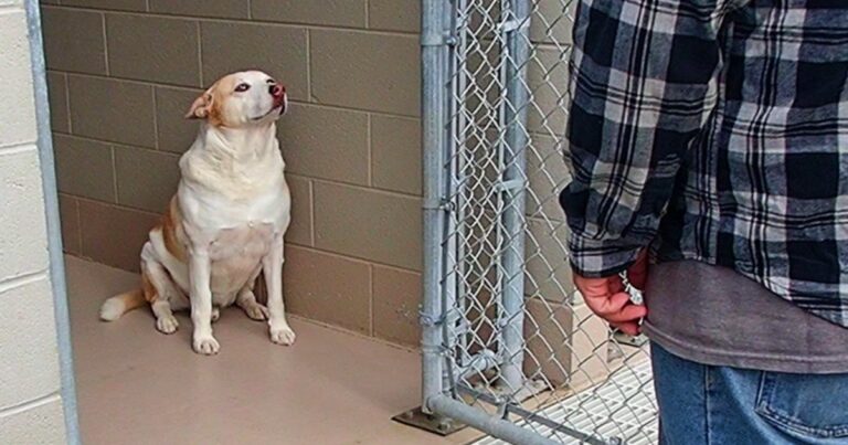 Shy Shelter Dog Won’t Move When Familiar Man Stands Outside
His Kennel