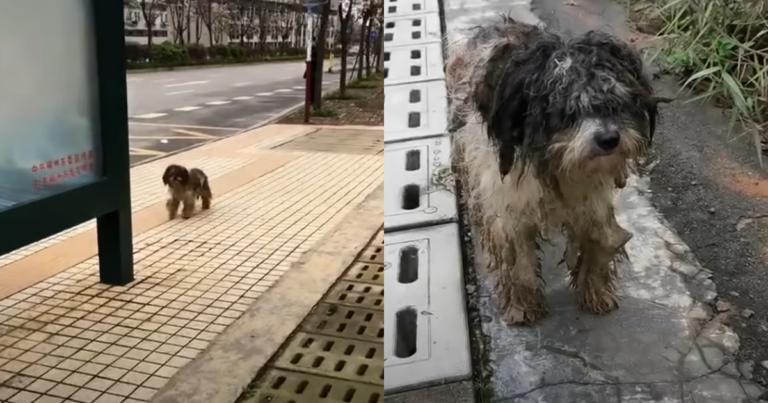 Stray Dog Covered in Mud Looks Up And Saw His Angels
Approaching