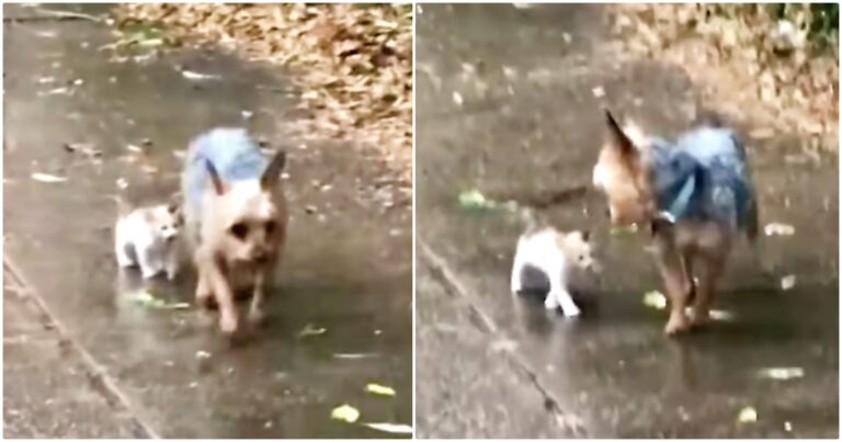 Stray Kitten ‘Chooses’ Yorkie To Follow Home And He
Encouraged Her Every Step