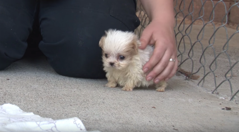 Tiny Pup Rescued From An ‘Awful’ Puppy Mill Was Introduced
To A New Friend And Started His New Life