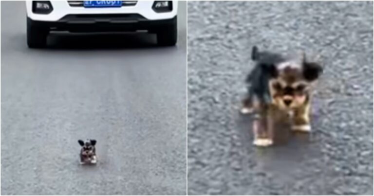 Tiny Puppy Darts Into Traffic, Follows Women Before They
Drive Away