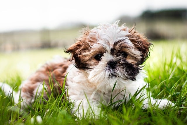 Which Dog Breed is the Goofiest? We Countdown the Top 15
Goofiest Breeds.