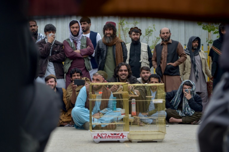 The Afghan obsession with birds runs deep, with bird-related hobbies enjoyed across ages, ethnic groups and regions