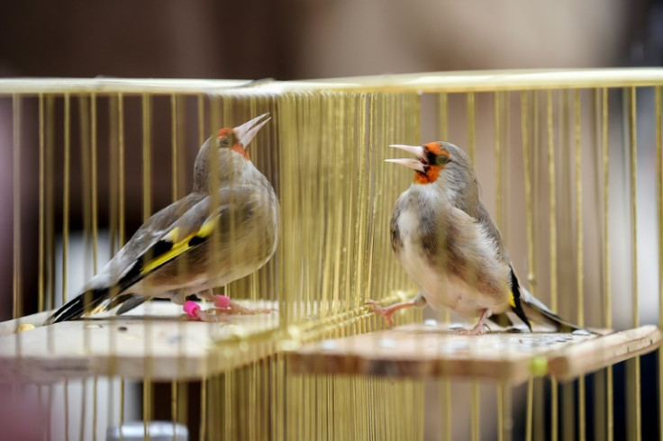 Goldfinches compete in a birdsong duel early morning in Kabul