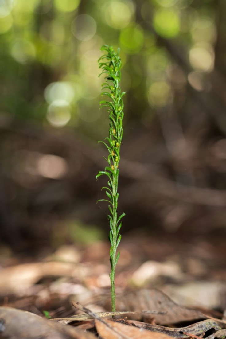 Tmesipteris oblanceolata grows to 5-10 centimetres tall
