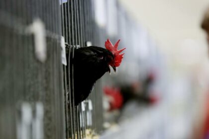Authorities move on potential bird flu case in Canberra