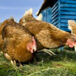 Biosecurity emergency declared as birds killed after bird flu outbreak