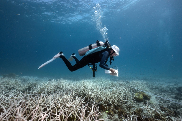 14-year-old Nannalin "Fleur" Pornprasertsom surveys bleached corals during her coral conservation and citizen science course at Black Turtle Dive around Koh Tao island in Thailand