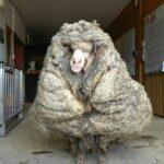 A wild sheep found wandering the wilderness of the Australian bush has been sheared of a huge 35-kilogram (77-pound) coat after an estimated five years of unchecked growth.