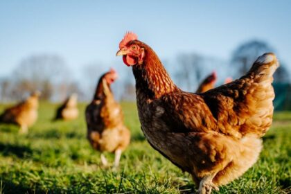 Fourth Victorian poultry farm detects avian influenza as chief vet officer says new case ‘not unexpected’