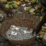 Higher production costs and the Ghanaian currency's fall have hurt cocoa farmers