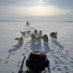 Legendary: Inuit polar bear hunter Hjelmer Hammeken rides his dog sled on the sea ice off Greenland