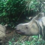 A handout image released by the Environment and Forestry Ministry in 2020 shows a Javan rhino and a male Javan rhinoceros calf in Ujung Kulon national park in Indonesia