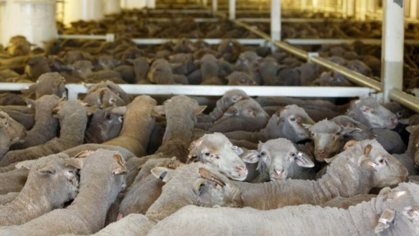 Live sheep export ban faces inquiry as backlash grows