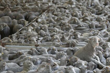 Live sheep export industry should be given more funds to address incoming ban, committee