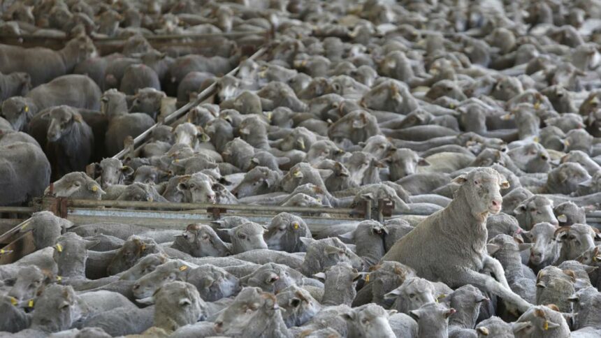 Live sheep export industry should be given more funds to address incoming ban, committee