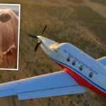 Royal Flying Doctor Service plane strikes cow while landing on Nullagine airstrip