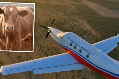 Royal Flying Doctor Service plane strikes cow while landing on Nullagine airstrip