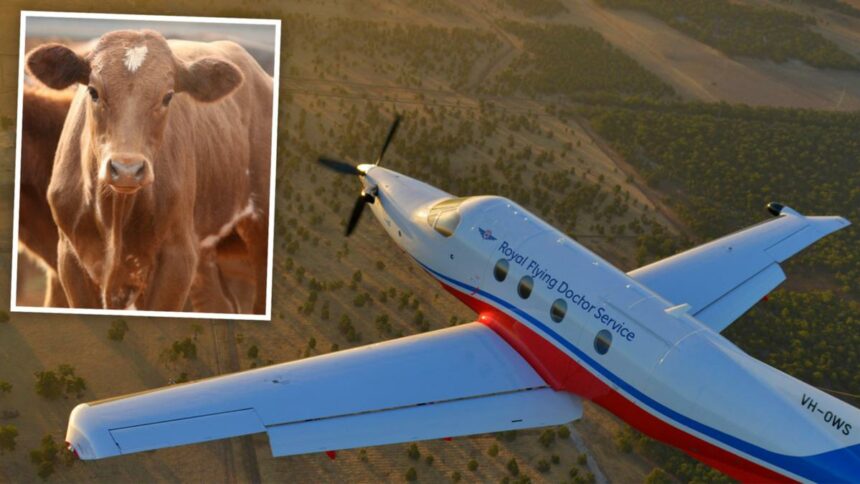 Royal Flying Doctor Service plane strikes cow while landing on Nullagine airstrip