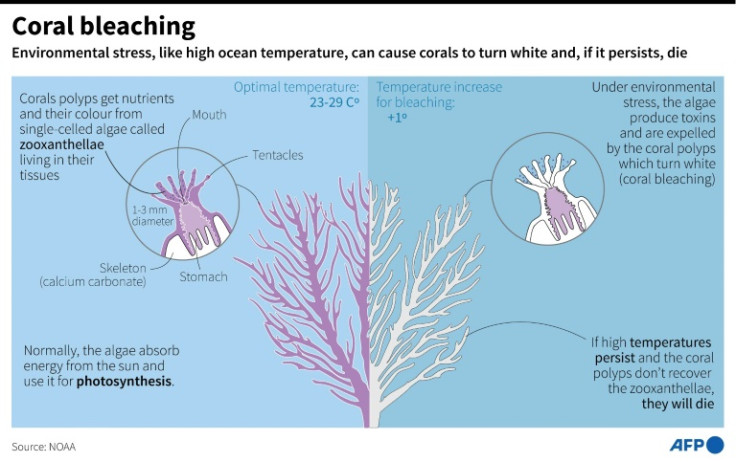 Graphic explaining the process of coral bleaching which can occur following higher than normal ocean temperatures.