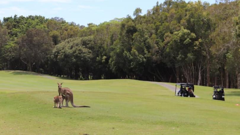 Locals believe motorists and a mob of up to 20 kangaroos are being in danger as a result of the gate. Supplied