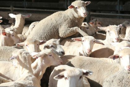 Albany council says Keep the Sheep, voting to ask Minister to “reconsider” and refer ban to a senate inquiry