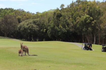 Clive Palmer under fire for golf course gate, blocking thoroughfare for wildlife