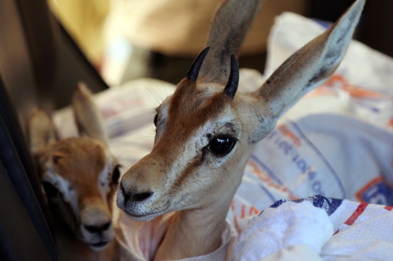 The slender-horned rhim gazelles, which are native to North Africa, have become an endangered species