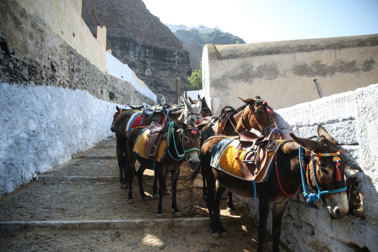 Donkeys for tourist stand on a street on the way to the village of Fira in Santorini