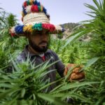 Cannabis cultivation has reached new highs in Morocco after partial legislation