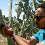 In Chebika, as in other rural areas in central Tunisia, many farmers' fields of prickly pear have been spoiled by the cochineal, which swept through North Africa 10 years ago