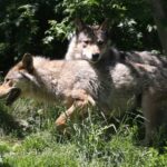 Gray wolves were virtually exterminated in Europe a century ago but now, thanks to conservation efforts, numbers have rebounded