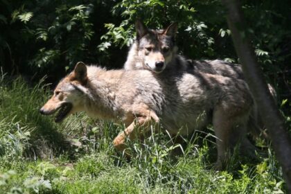 Gray wolves were virtually exterminated in Europe a century ago but now, thanks to conservation efforts, numbers have rebounded