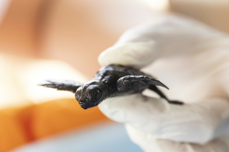 Baby loggerhead sea turtles' first challenge in life is a wobbly dash across the sand