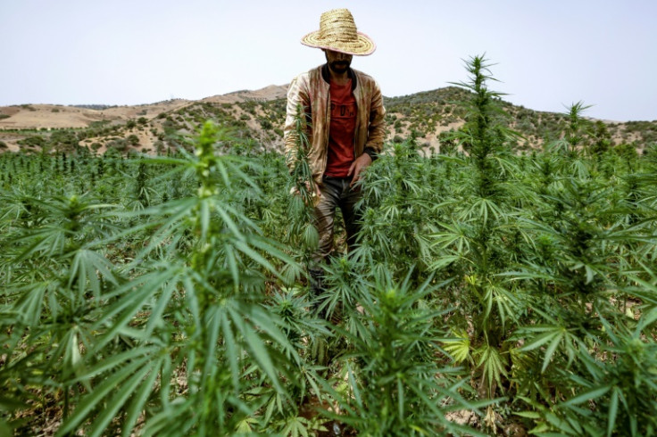 Chefchaouen is one of three Moroccan provinces where cannabis cultivation is permitted for non-recreational use